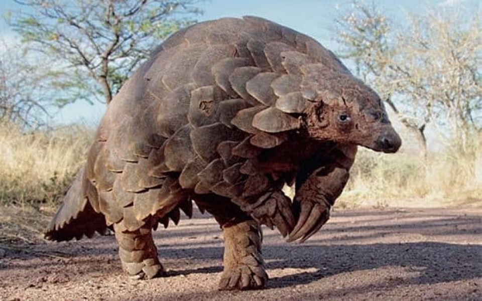 215643_pangolin_3180820b-large_trans_NvBQzQNjv4BqpJliwavx4coWFCaEkEsb3kvxIt-lGGWCWqwLa_RXJU8.jpg