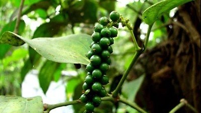 gia tieu hom nay 30122024 thi truong phuc hoi chu ky tang gia moi se keo dai 10 15 nam va gia co the dat dinh