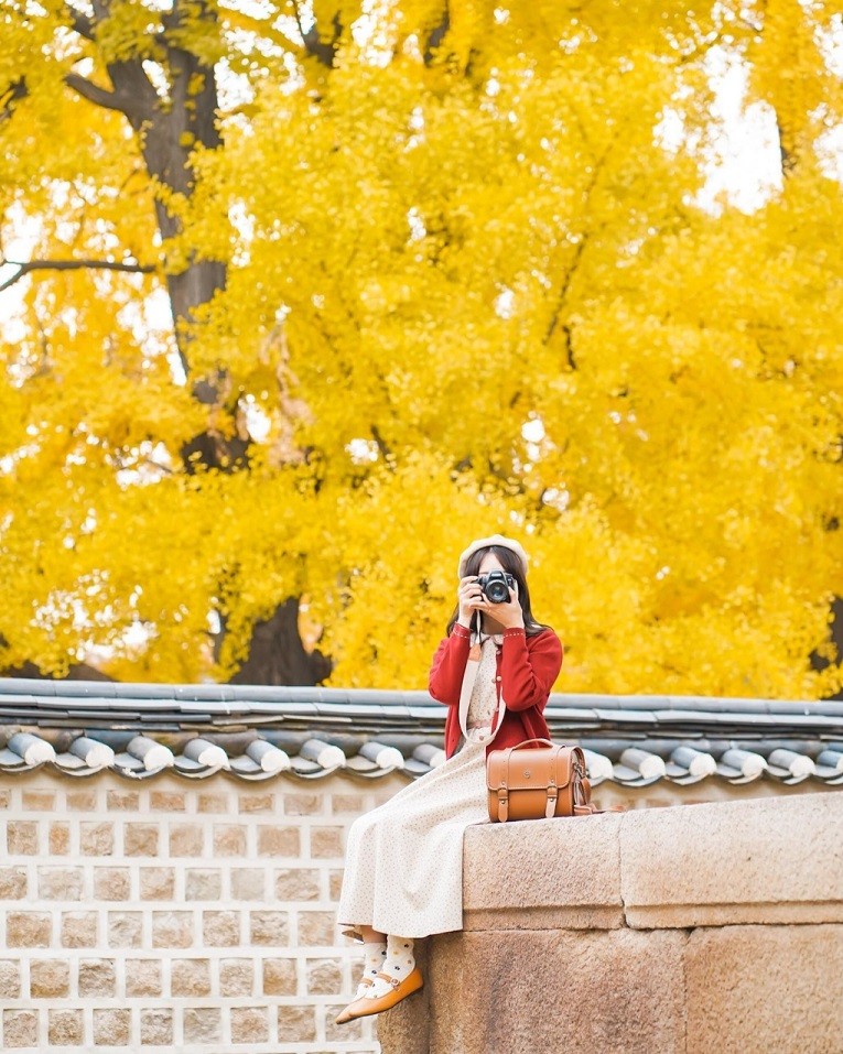 Hàn Quốc: Đôi cây ngân hạnh 600 năm tuổi