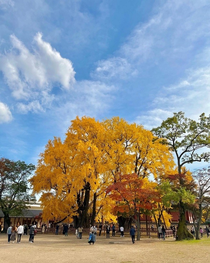 Hàn Quốc: Đôi cây ngân hạnh 600 năm tuổi