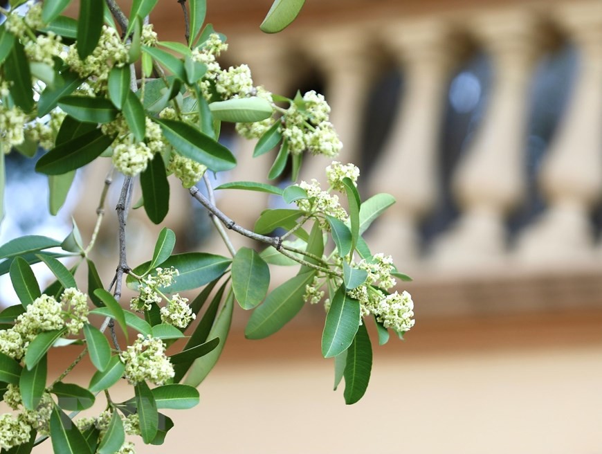 Dự báo thời tiết đêm nay và ngày mai (1-2/11): Hà Nội và cả nước ngày nắng; Bắc Bộ lạnh về đêm và sáng sớm; phía Nam chiều tối mưa rào, dông vài nơi