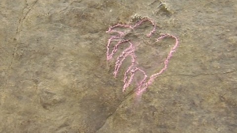 Trung Quốc phát hiện hơn 20 dấu chân hóa thạch của rùa từ kỷ khủng long