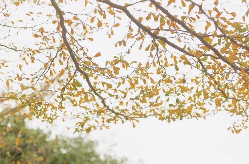 Dự báo thời tiết đêm nay và ngày mai (3-4/11): Hà Nội, Bắc Bộ, Bắc Trung Bộ đêm và sáng sớm trời rét; Trung Bộ chiều mưa rải rác; Nam Bộ mưa to cục bộ