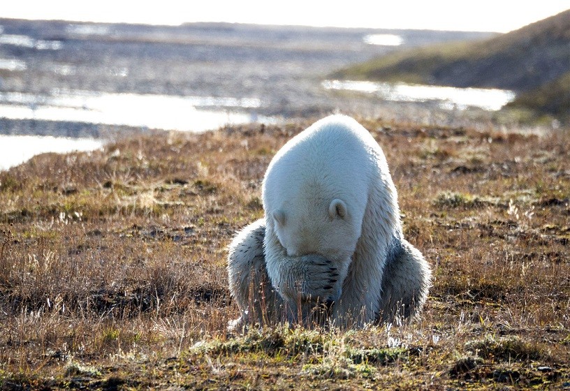 đây là nơi cư trú lý tưởng cho gấu trắng 