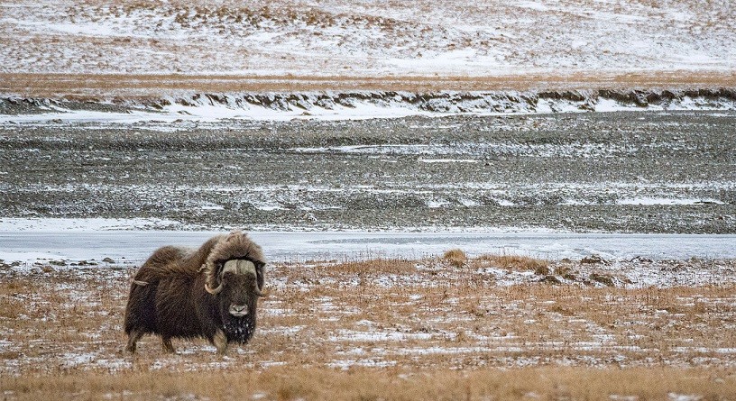 Muskoxen, loài động vật có vú lớn nhất ở vùng đất Bắc Cực, từng đi lang thang ở châu Á cùng với voi ma mút và tê giác lông cừu trong kỷ nguyên Pleistocen.