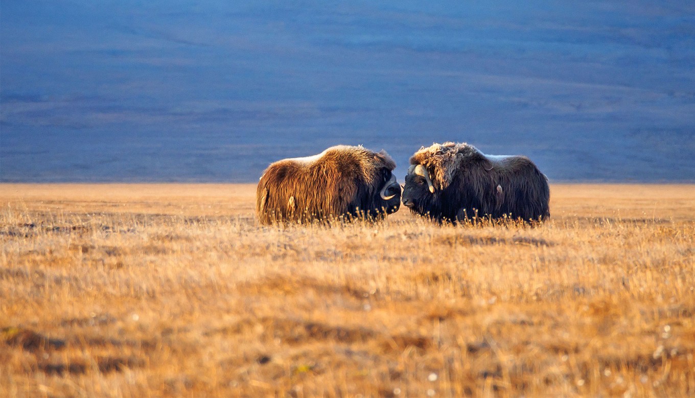 Khoảng 900 con chuột xạ hương đi lang thang trên đảo Wrangel ngày nay sau khi loài này được đưa trở lại vào những năm 1970.