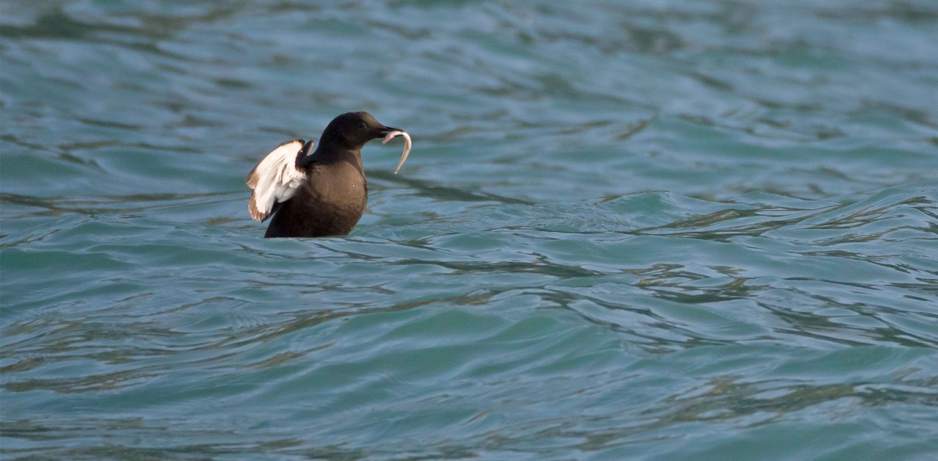 Chim bồ câu có thể được tìm thấy ở khắp các khu vực ven biển của Thái Bình Dương.