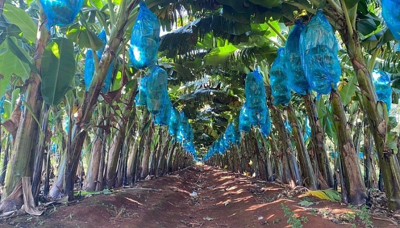 Xuất khẩu ngày 31/10-4/11: Xuất khẩu ngày 31/10-4/11: