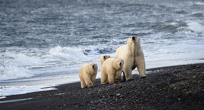 Có gì tại khu bảo tồn tự nhiên của Nga và 'nhà trẻ' cho gấu Bắc Cực?