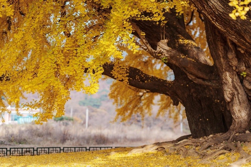 Hàn Quốc: Cây ngân hạnh gần nghìn năm tuổi
