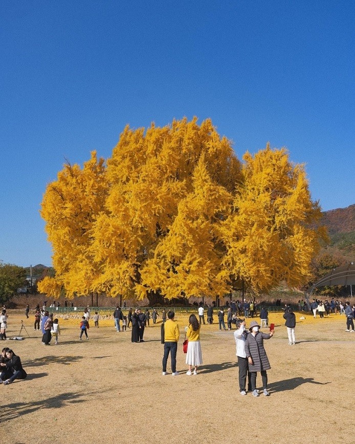 Hàn Quốc: Cây ngân hạnh gần nghìn năm tuổi