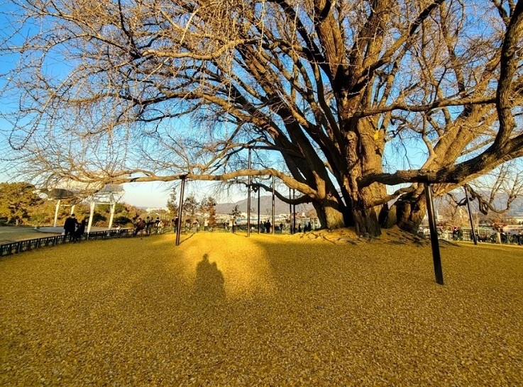 Hàn Quốc: Cây ngân hạnh gần nghìn năm tuổi