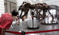 Hủy phiên đấu giá hóa thạch xương khủng long bạo chúa T-rex