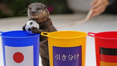 World Cup 2022: Chú rái cá ở công viên dự đoán đúng Nhật Bản ngược dòng thắng Đức