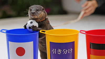 World Cup 2022: Chú rái cá ở công viên dự đoán đúng Nhật Bản ngược dòng thắng Đức