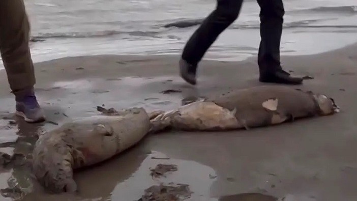 Nga: Chưa rõ nguyên nhân 2.500 con hải cẩu chết hàng loạt Nga: Chưa rõ nguyên nhân 2.500 con hải cẩu chết hàng loạt