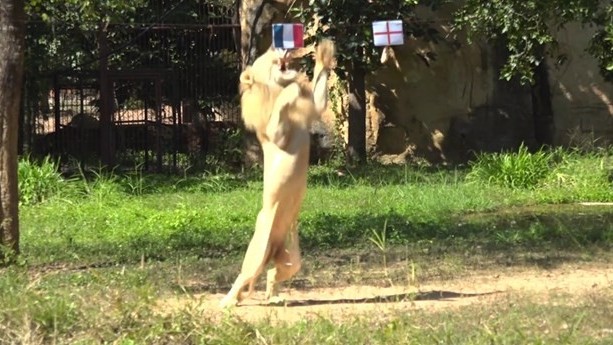 World Cup 2022: Sư tử tiên tri dự đoán kết quả về trận Anh-Pháp World Cup 2022: Sư tử tiên tri dự đoán kết quả về trận Anh-Pháp