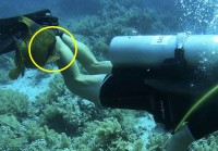 Ai Cập: Cá bò với hàm răng lớn tấn công và cắn thợ lặn dưới biển