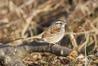 Vì sao chim sẻ họng trắng có tới 4 giới tính?