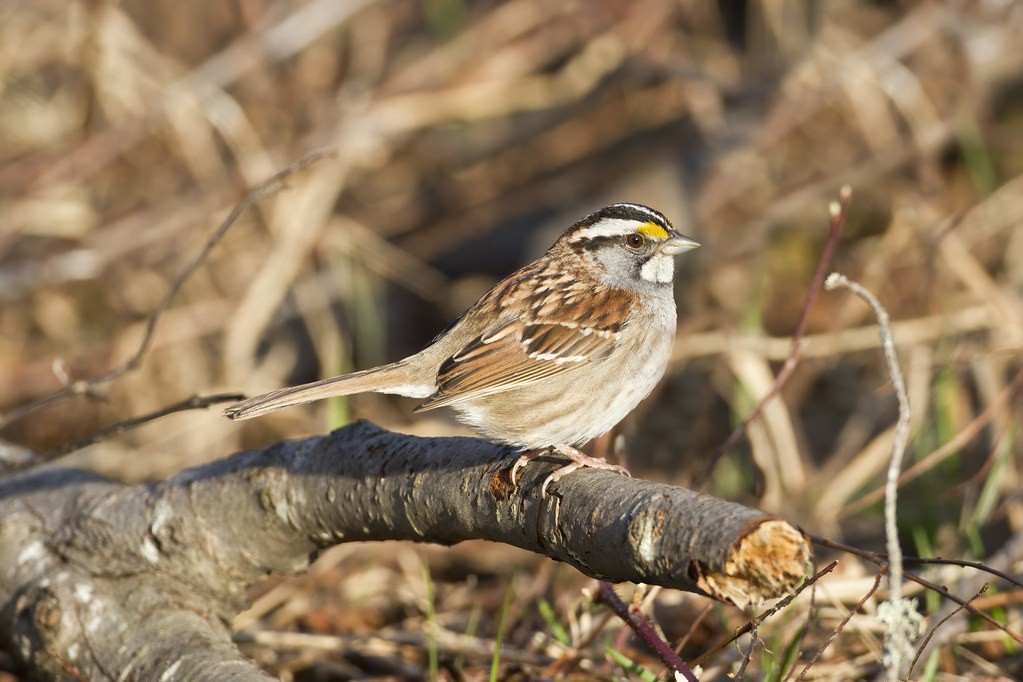 Vì sao chim sẻ họng trắng có tới 4 giới tính?