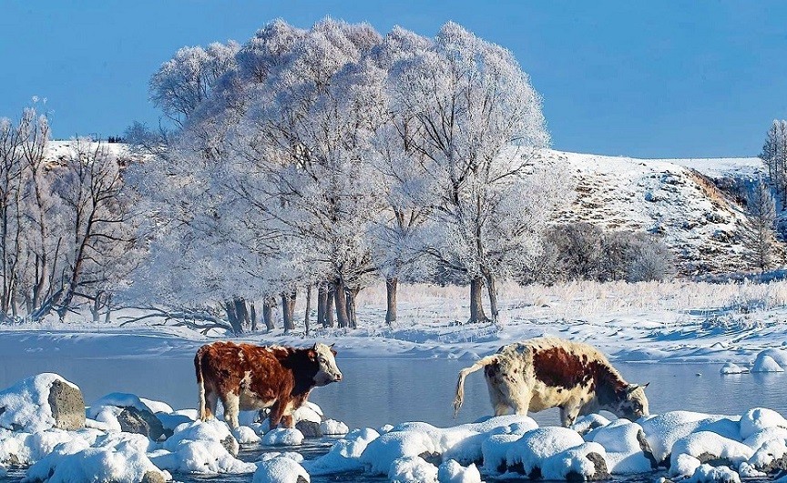 Trung Quốc: Dòng nước nóng giúp dòng sông không đóng băng dù lạnh âm 40 độ C