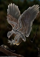 Trung Quốc tìm thấy hóa thạch chim có thể tiến hóa từ khủng long từ 120 triệu năm trước