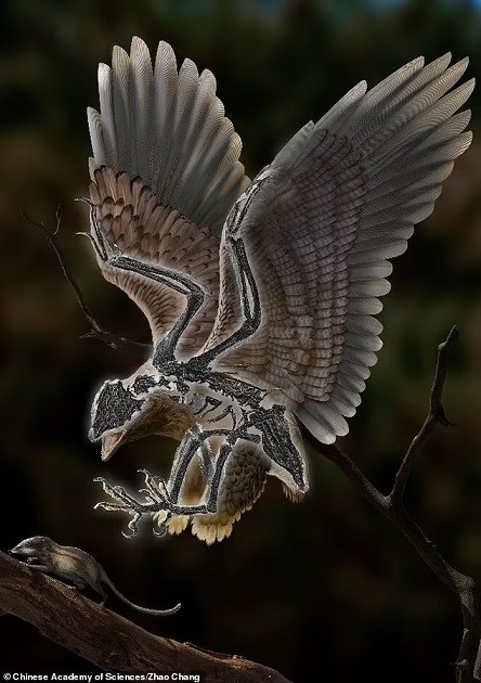 Trung Quốc tìm thấy hóa thạch chim có thể tiến hóa từ khủng long từ 120 triệu năm trước Trung Quốc tìm thấy hóa thạch chim có thể tiến hóa từ khủng long từ 120 triệu năm trước