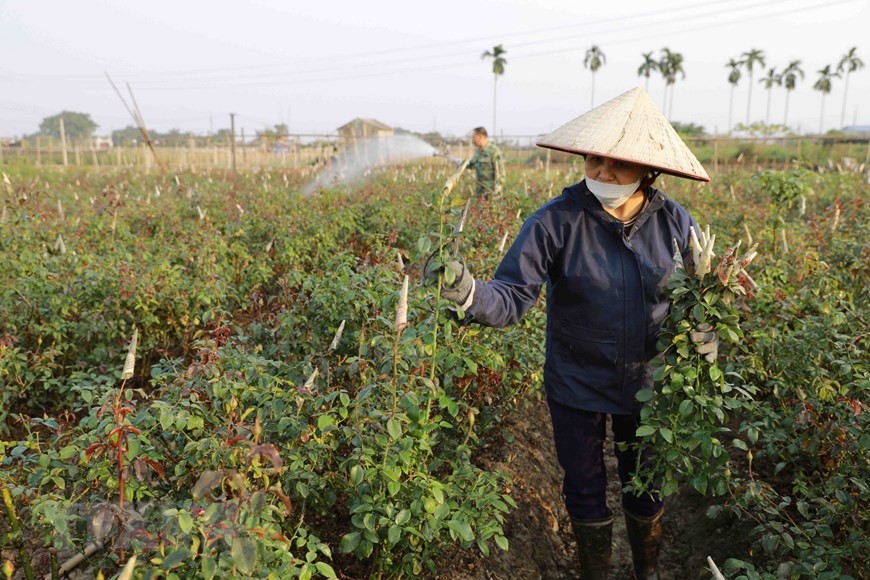 Dự báo thời tiết đêm nay và ngày mai (6-7/1): Hà Nội, Bắc Bộ trời rét, ngày nắng; Đà Nẵng đến Khánh Hòa có mưa lớn; Nam Bộ mưa to cục bộ