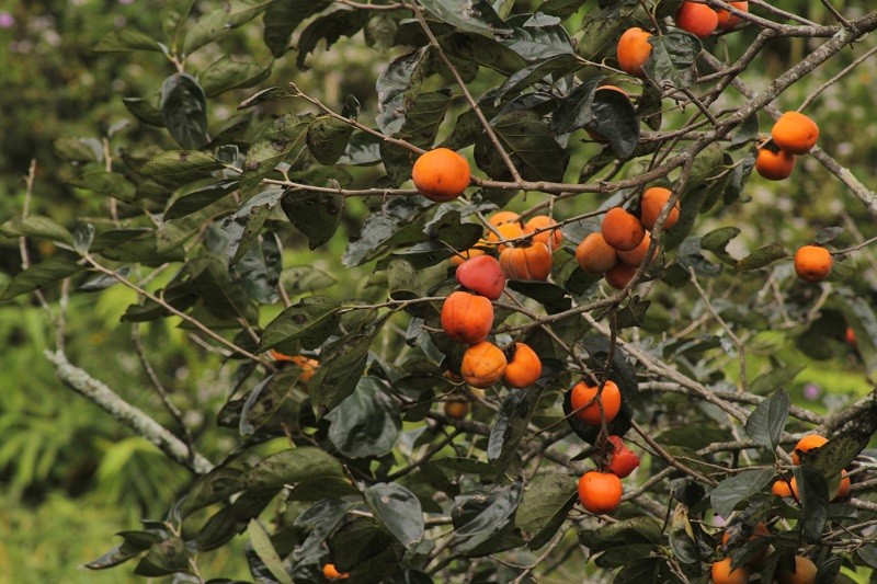 Vườn hồng Lễ Vân.