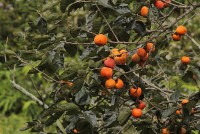 Hai thế hệ, một chữ tâm dành cho hồng Đà Lạt