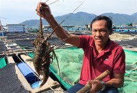 Xuất khẩu ngày 16-20/1: Trung Quốc mở cửa, tôm hùm lãi đậm; doanh nghiệp xuất khẩu vào EU 'vấp' thuế carbon