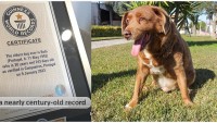 Câu chuyện về sức sống thần kỳ của chú chó cao tuổi nhất thế giới