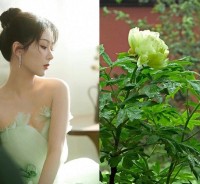 Diễn viên Dương Tử được khen 'đẹp như một cành hoa mẫu đơn' trong bộ ảnh mới nhất