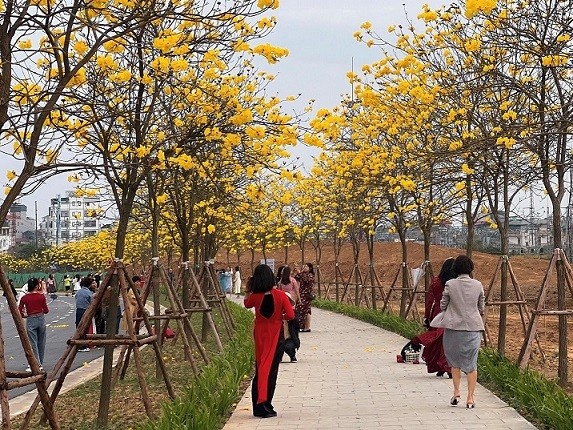 Hoa phong linh nhuộm vàng cả góc phố Hà Nội, thu hút đông đảo người dân đến check-in. Hoa phong linh nhuộm vàng cả góc phố Hà Nội, thu hút đông đảo người dân đến check-in.