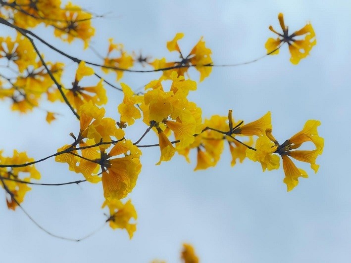 Hoa phong linh nhuộm vàng cả góc phố Hà Nội, thu hút đông đảo người dân đến check-in. Hoa phong linh nhuộm vàng cả góc phố Hà Nội, thu hút đông đảo người dân đến check-in.