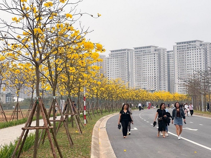 Hoa phong linh nhuộm vàng cả góc phố Hà Nội, thu hút đông đảo người dân đến check-in. Hoa phong linh nhuộm vàng cả góc phố Hà Nội, thu hút đông đảo người dân đến check-in.