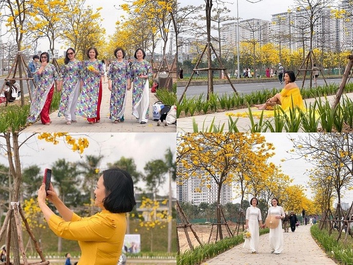 Hoa phong linh nhuộm vàng cả góc phố Hà Nội, thu hút đông đảo người dân đến check-in. Hoa phong linh nhuộm vàng cả góc phố Hà Nội, thu hút đông đảo người dân đến check-in.