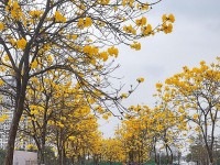 Dự báo thời tiết 10 ngày tới (25/2-6/3): Gió mùa Đông Bắc, không khí lạnh ảnh hưởng từ Bắc Bộ đến Nam Trung Bộ; từ Quảng Trị đến Khánh Hòa có mưa