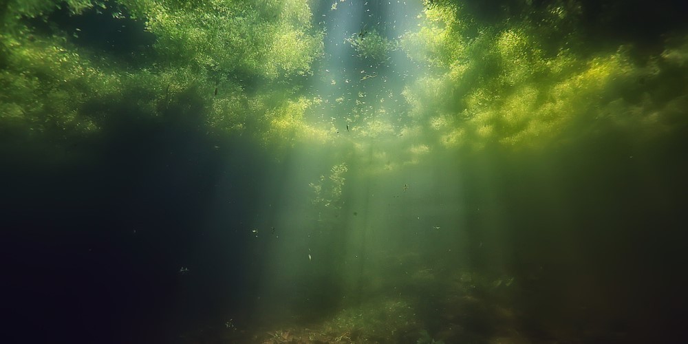 Thực vật phù du nở hoa gia tăng trong hai thập kỷ qua Thực vật phù du nở hoa gia tăng trong hai thập kỷ qua