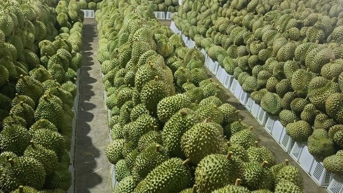 ky vong su dot pha tu trai sau rieng