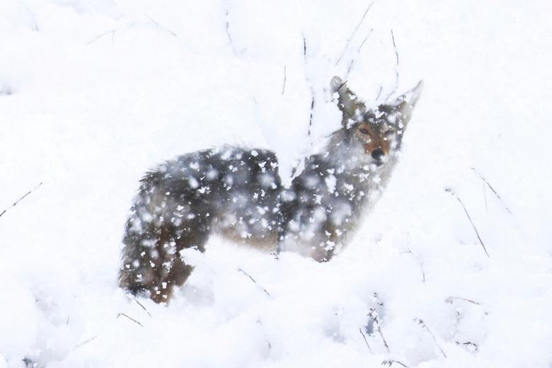 Cảnh tuyết rơi trắng xóa hiếm hoi ở California Cảnh tuyết rơi trắng xóa hiếm hoi ở California