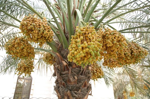 Chà là - công dụng ít biết về loại quả được ưa chuộng trong tháng Ramadan