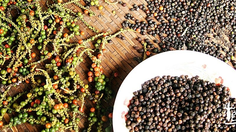 Giá tiêu hôm nay 11/2/2025: Dự báo diễn biến giá năm 2025, tiêu Việt đặt kỳ vọng xuất khẩu vào thị trường Trung Quốc