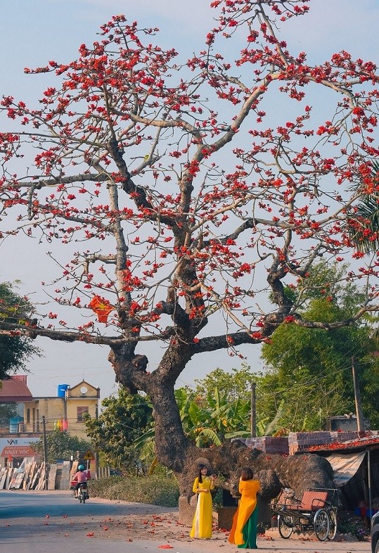 Hàng năm, cứ đến tháng 3, cây gạo ven đường ở xã Thái Thịnh, huyện Thái Thụy lại thành tâm điểm nhờ trổ bông rực rỡ, thu hút sự chú ý của nhiều người tại tỉnh Thái Bình.