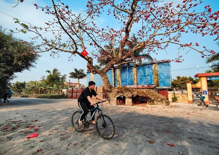 Cây gạo cổ thụ