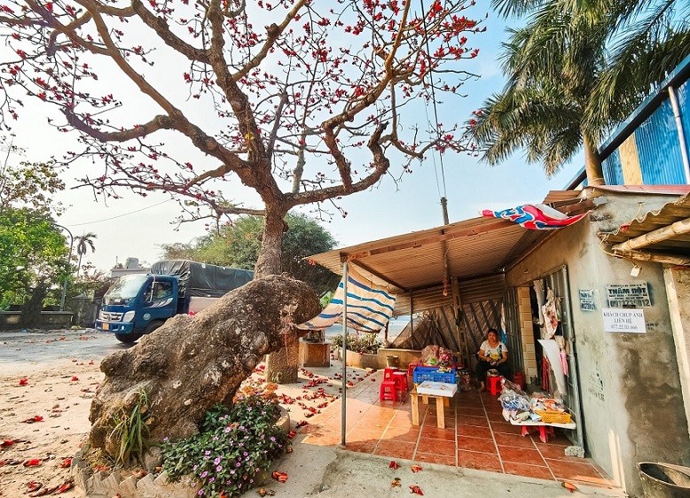 Cây gạo cổ thụ