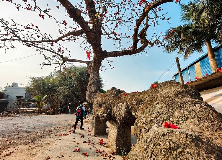 Cây gạo cổ thụ