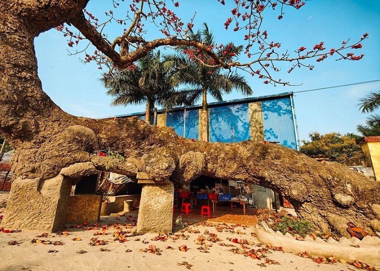 Cây gạo cổ thụ