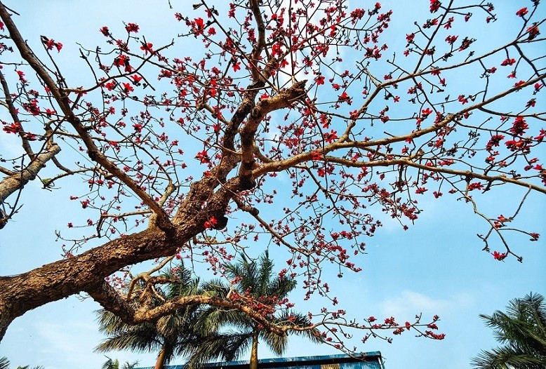 Cây gạo cổ thụ