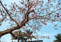 Cây gạo cổ thụ ở Thái Bình trổ bông rực rỡ mỗi dịp tháng 3 về